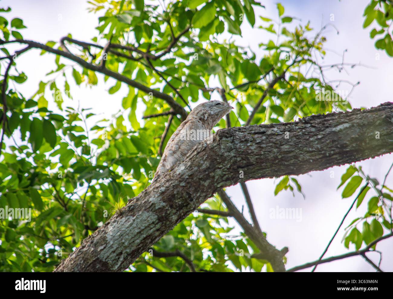 Un bel oiseau tropical perché sur une branche d'arbre entouré de feuilles vertes luxuriantes à Casanare, en Colombie. Banque D'Images