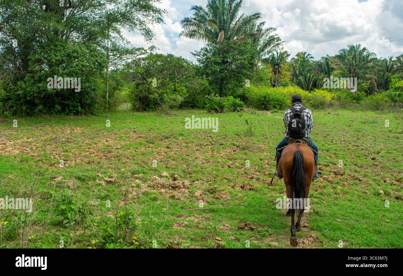 Une scène sereine d'un cavalier à cheval explorant des champs verdoyants à Casanare, en Colombie, entouré d'une végétation tropicale et d'un ciel clair. Banque D'Images