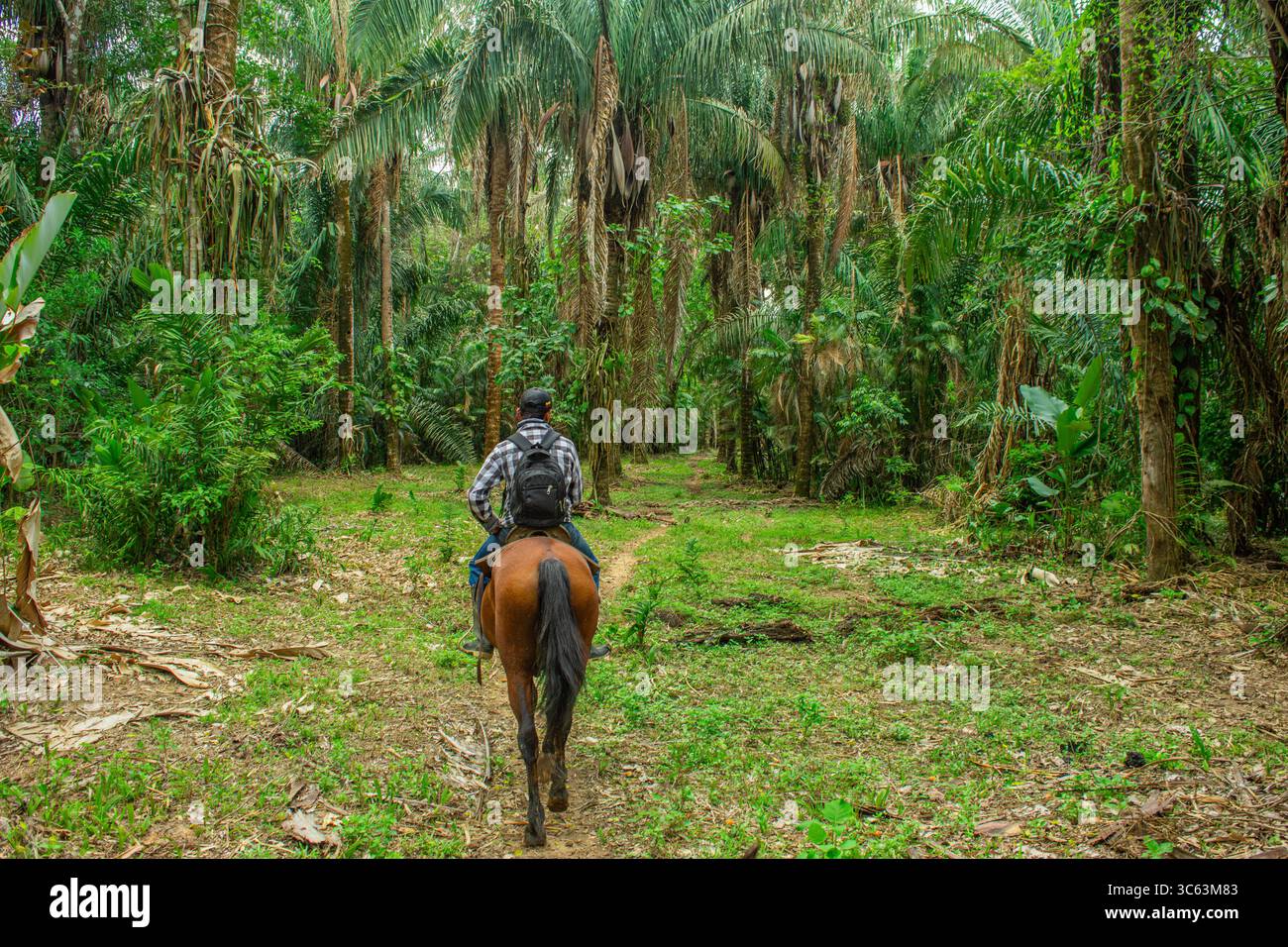 Une personne qui monte à cheval à travers une végétation tropicale luxuriante à Casanare, en Colombie, mettant en valeur la beauté de la nature et de l'aventure. Banque D'Images