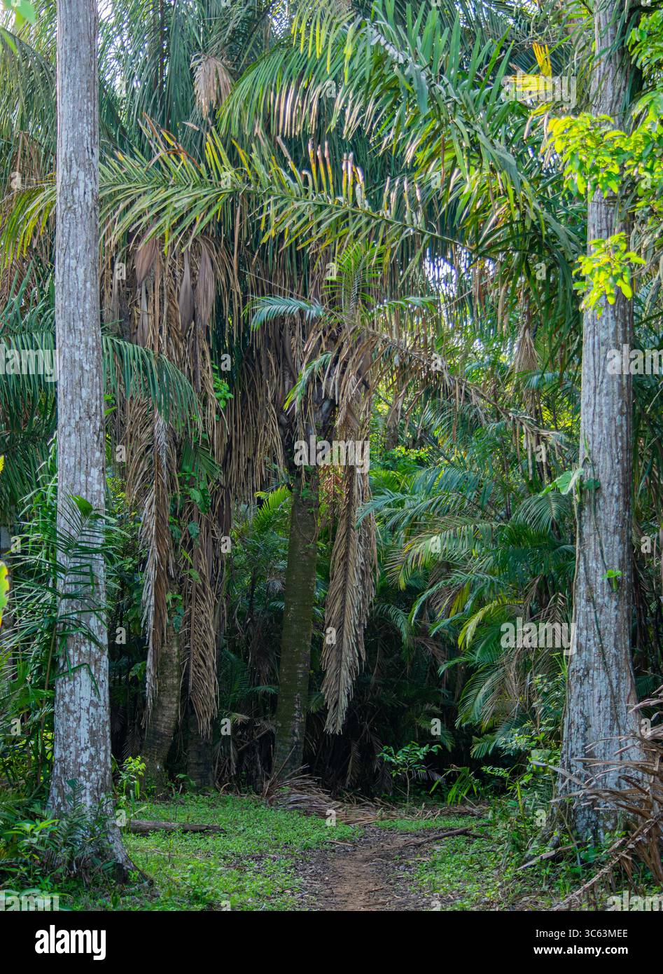 Un chemin luxuriant et verdoyant dans la jungle entouré de grands palmiers à Casanare, en Colombie, mettant en valeur la beauté de la nature. Banque D'Images