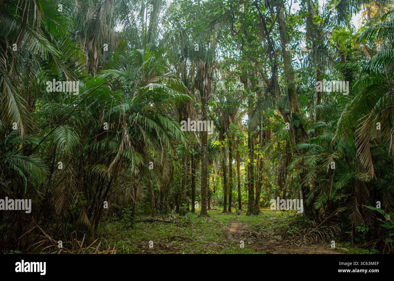 Une scène de forêt tropicale vibrante à Casanare, en Colombie, présentant de grands arbres et une végétation dense, parfaite pour les amoureux de la nature. Banque D'Images