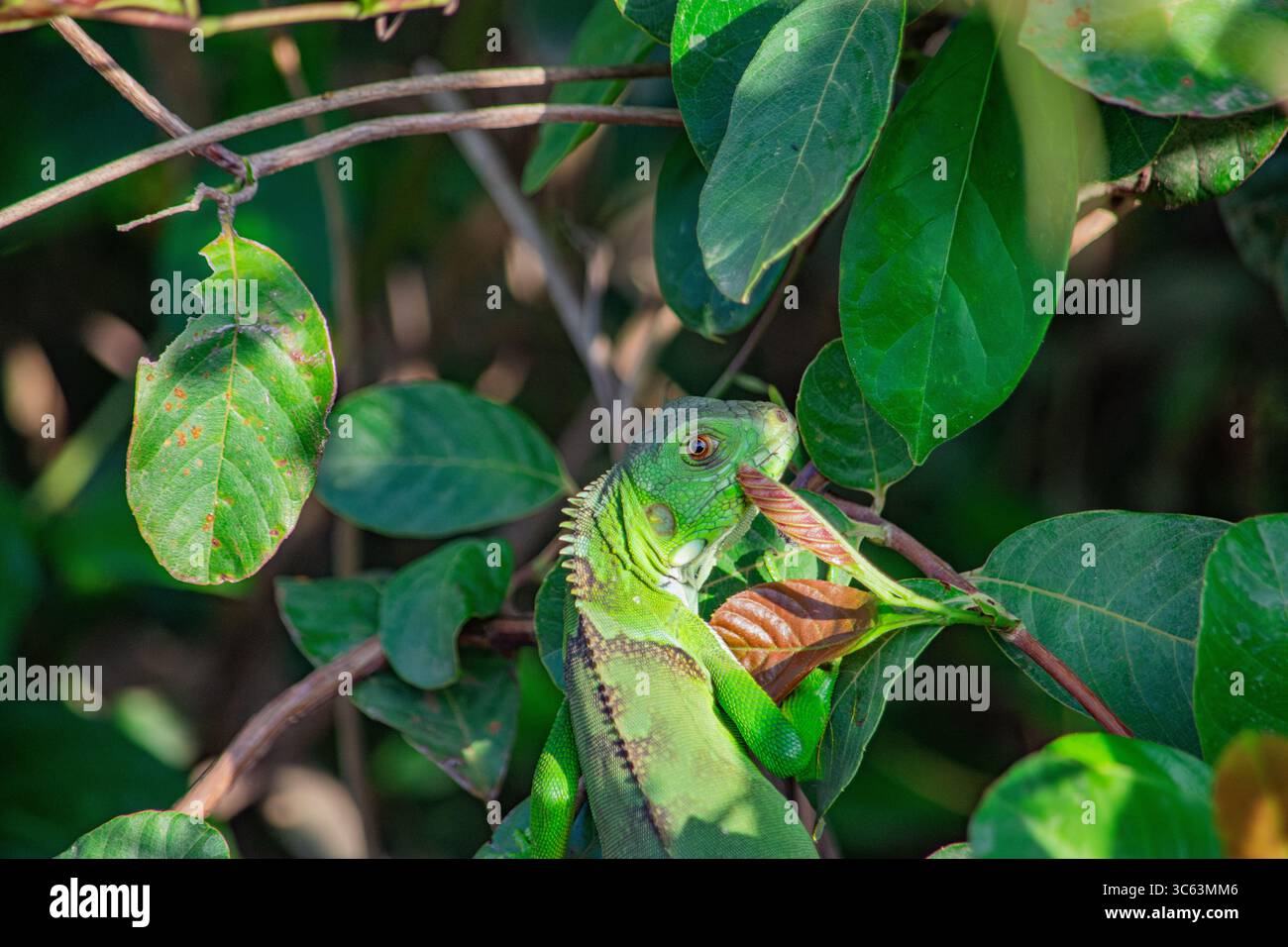 Un iguane vert éclatant se fond dans le feuillage luxuriant de Casanare, en Colombie, mettant en valeur la beauté de la nature et la faune. Banque D'Images