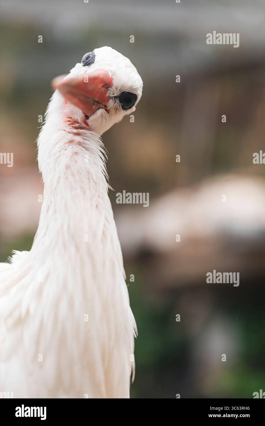 Curieuse cigogne blanche avec tête inclinée en gros plan, portrait d'oiseau expressif avec arrière-plan flou, idéal pour la photographie de la faune et de la nature. Banque D'Images