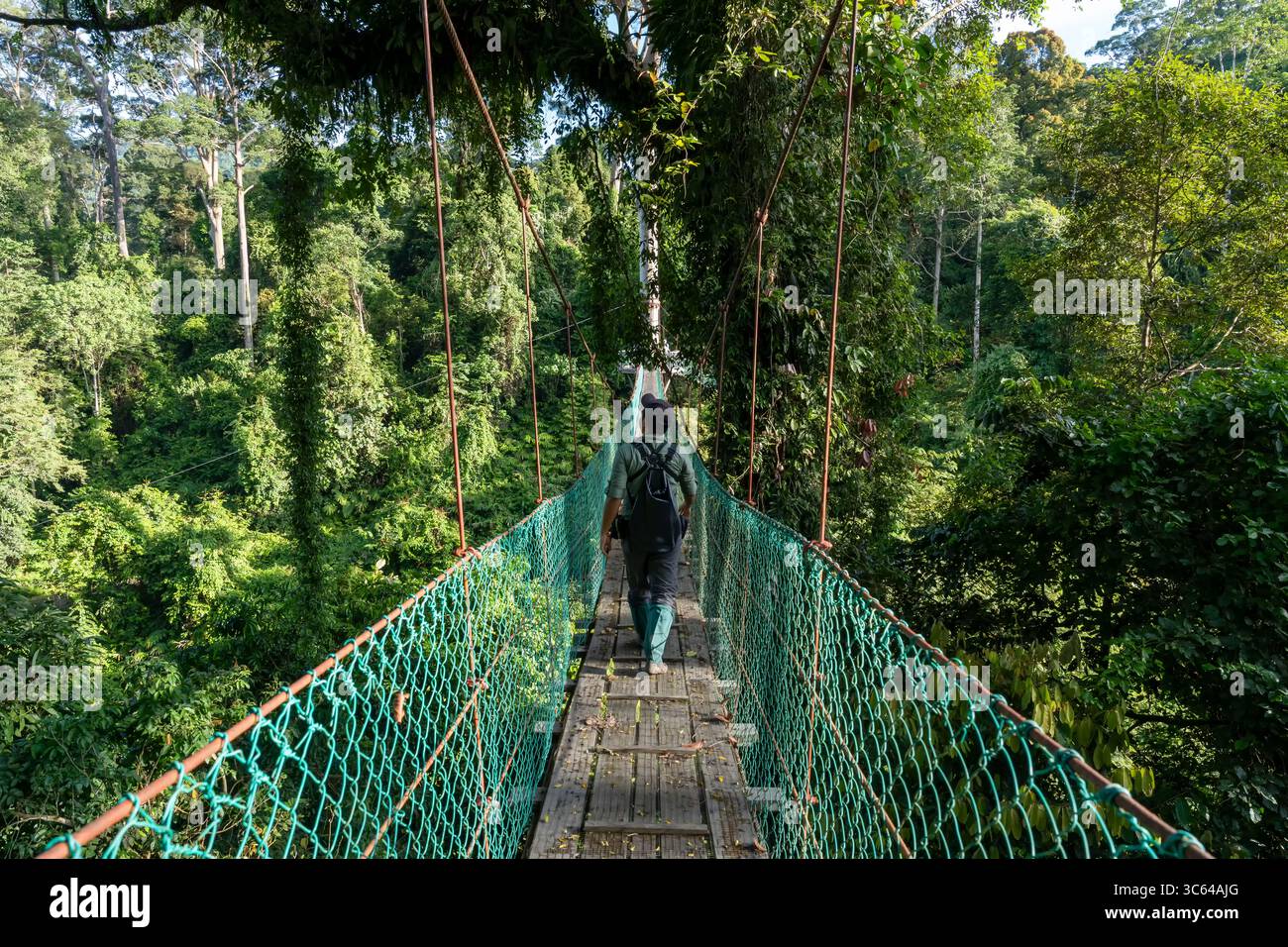 Vue arrière d'un homme asiatique au pont suspendu dans la passerelle de canopée au sommet des arbres dans la forêt tropicale de Danum Lahad Datu Banque D'Images
