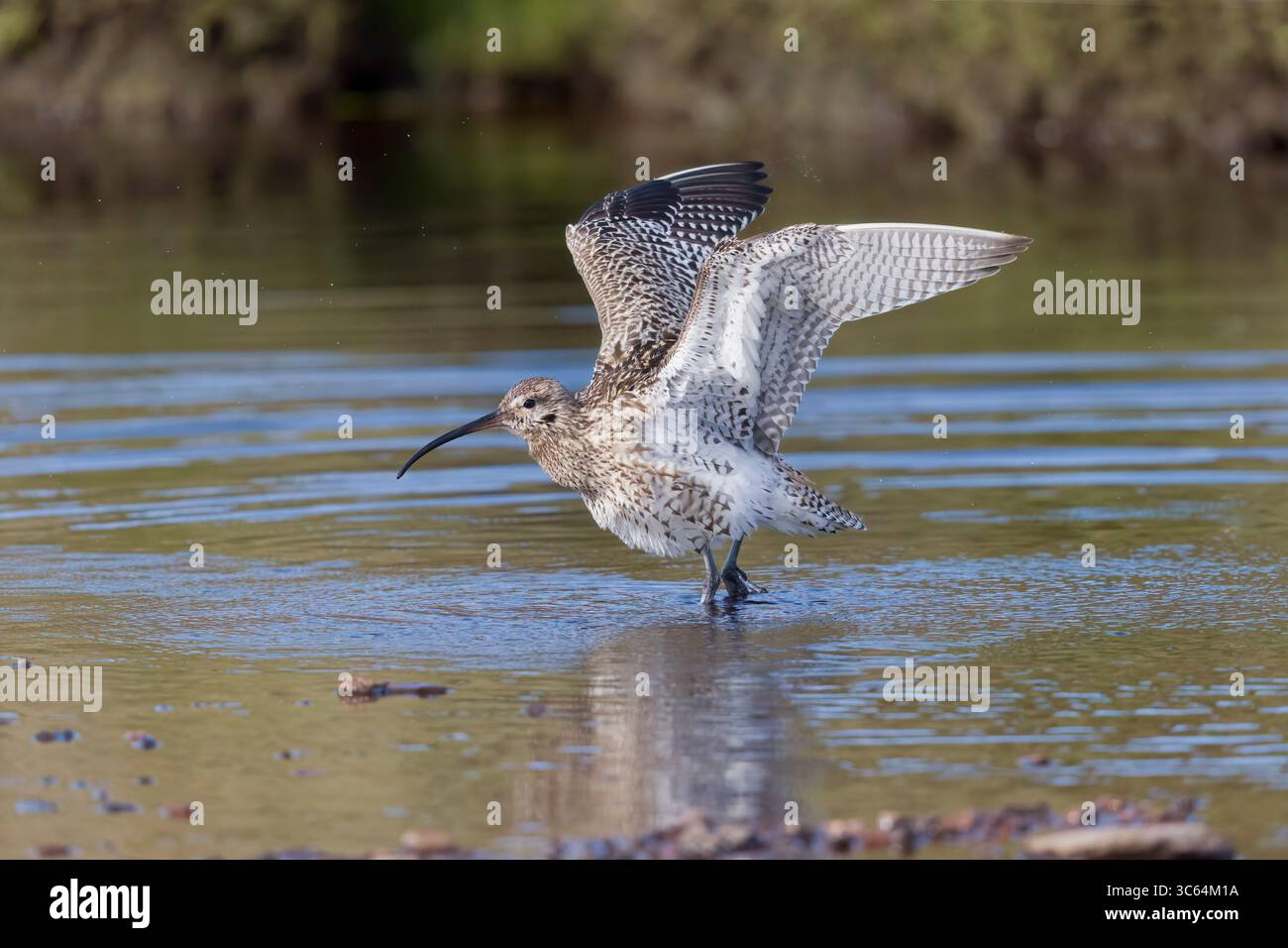 Eurasian Curlew dans une piscine sur les Shetlands Écosse Banque D'Images
