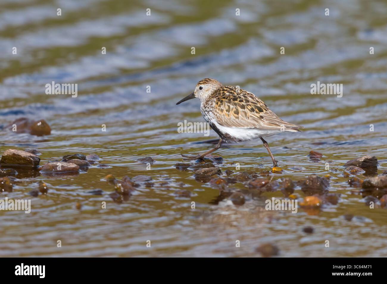 Dunlin en plumage de reproduction dans une piscine de baignade sur les Shetlands Écosse Banque D'Images