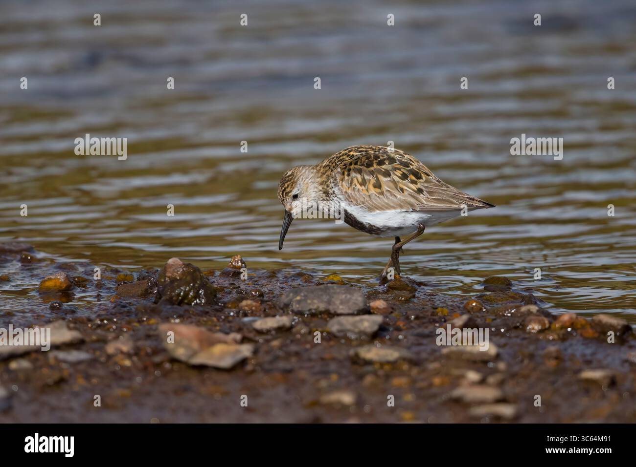 Dunlin en plumage de reproduction dans une piscine de baignade sur les Shetlands Écosse Banque D'Images