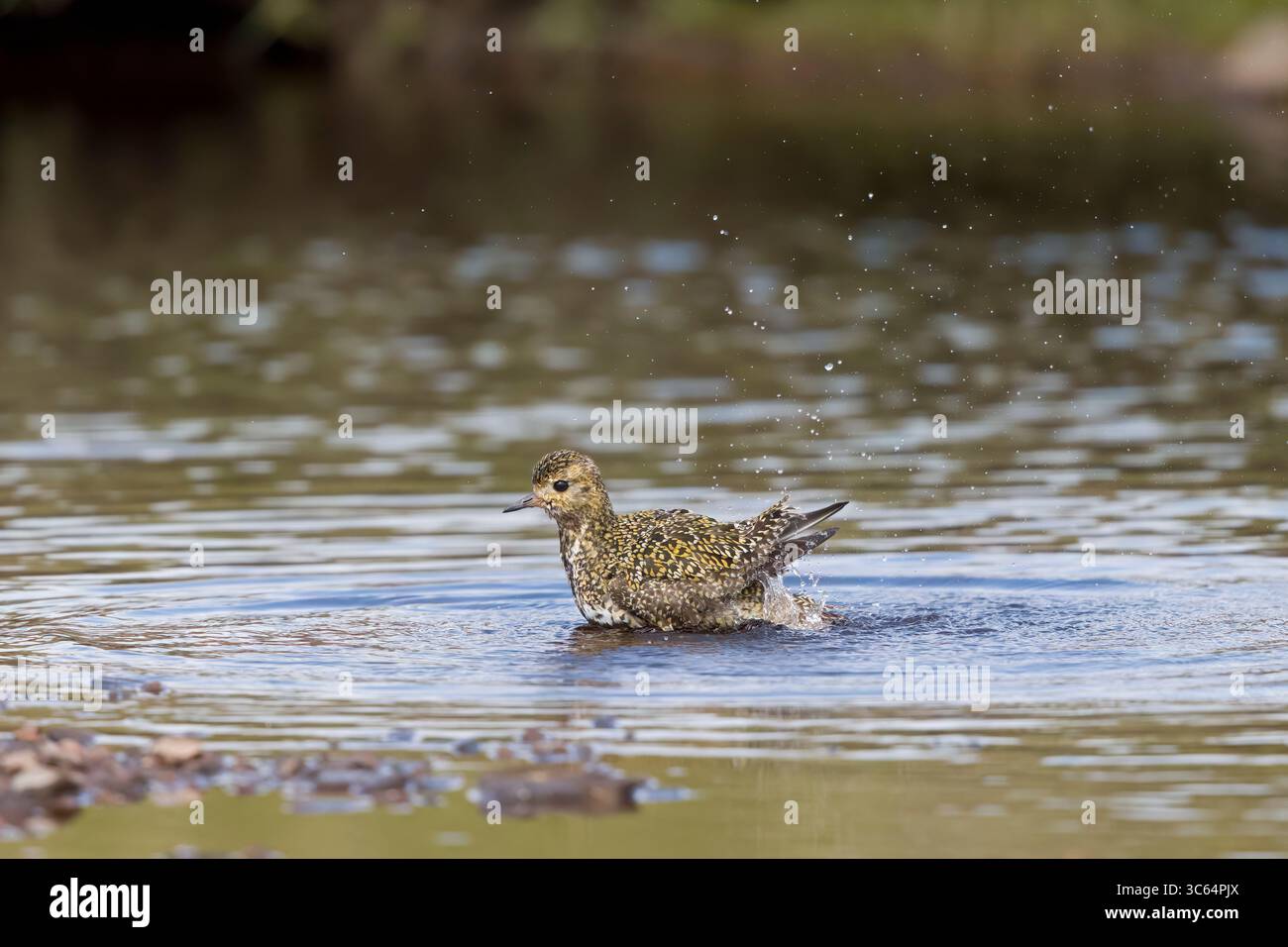 Golden Plover dans une piscine de baignade sur les Shetlands Écosse Banque D'Images