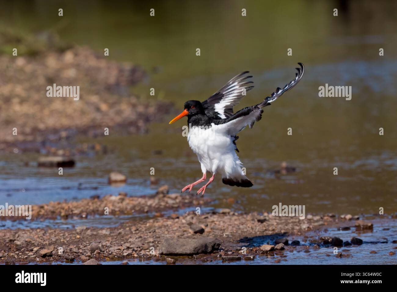 Eurasian Oystercatcher baignant dans une piscine sur les Shetland Écosse Banque D'Images
