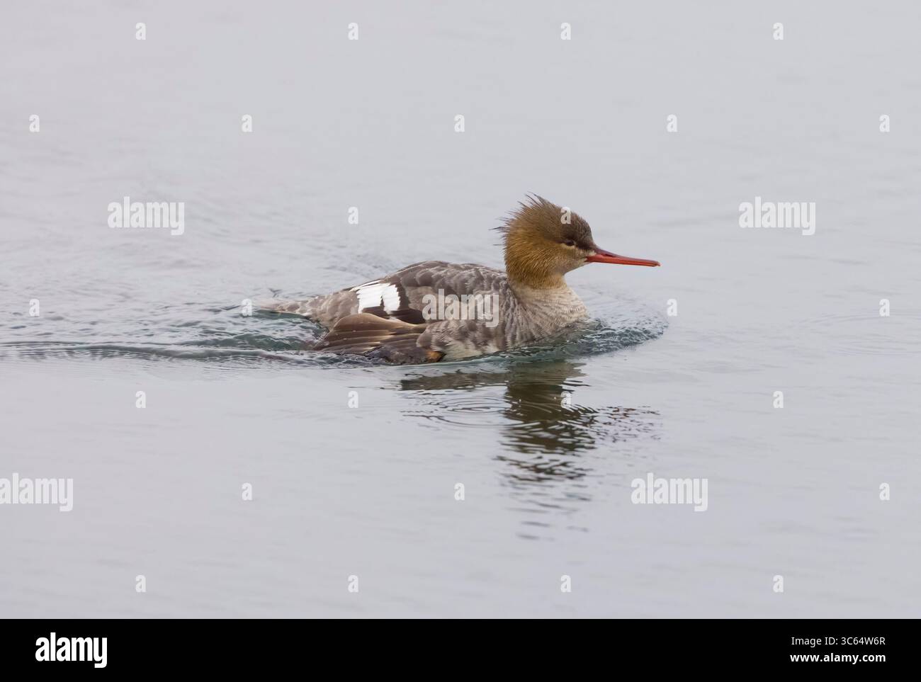 Femelle à poitrine rouge Merganser dans les Shetlands Écosse Banque D'Images