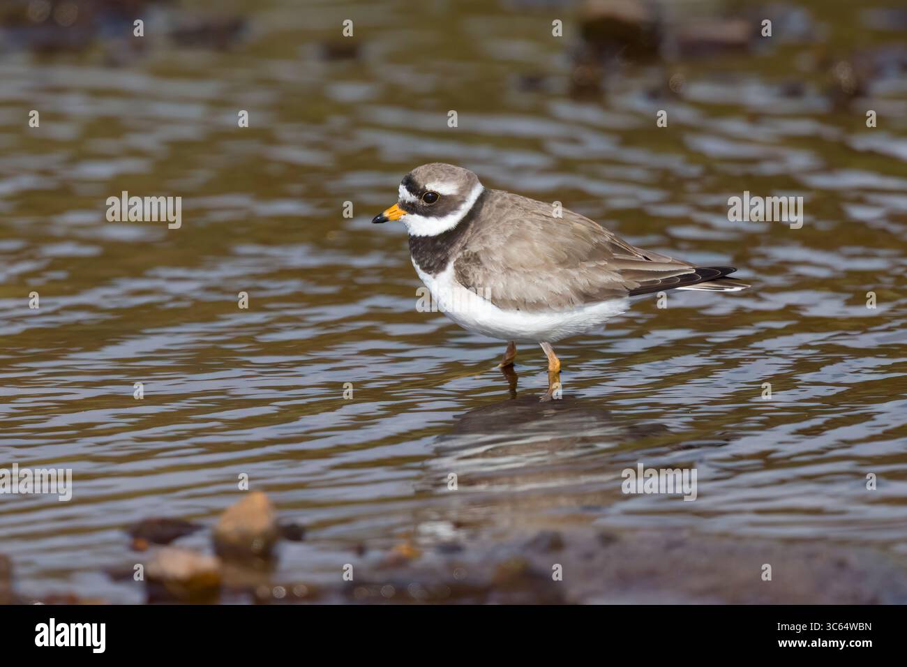 Plover annelé dans les Shetlands en Écosse Banque D'Images