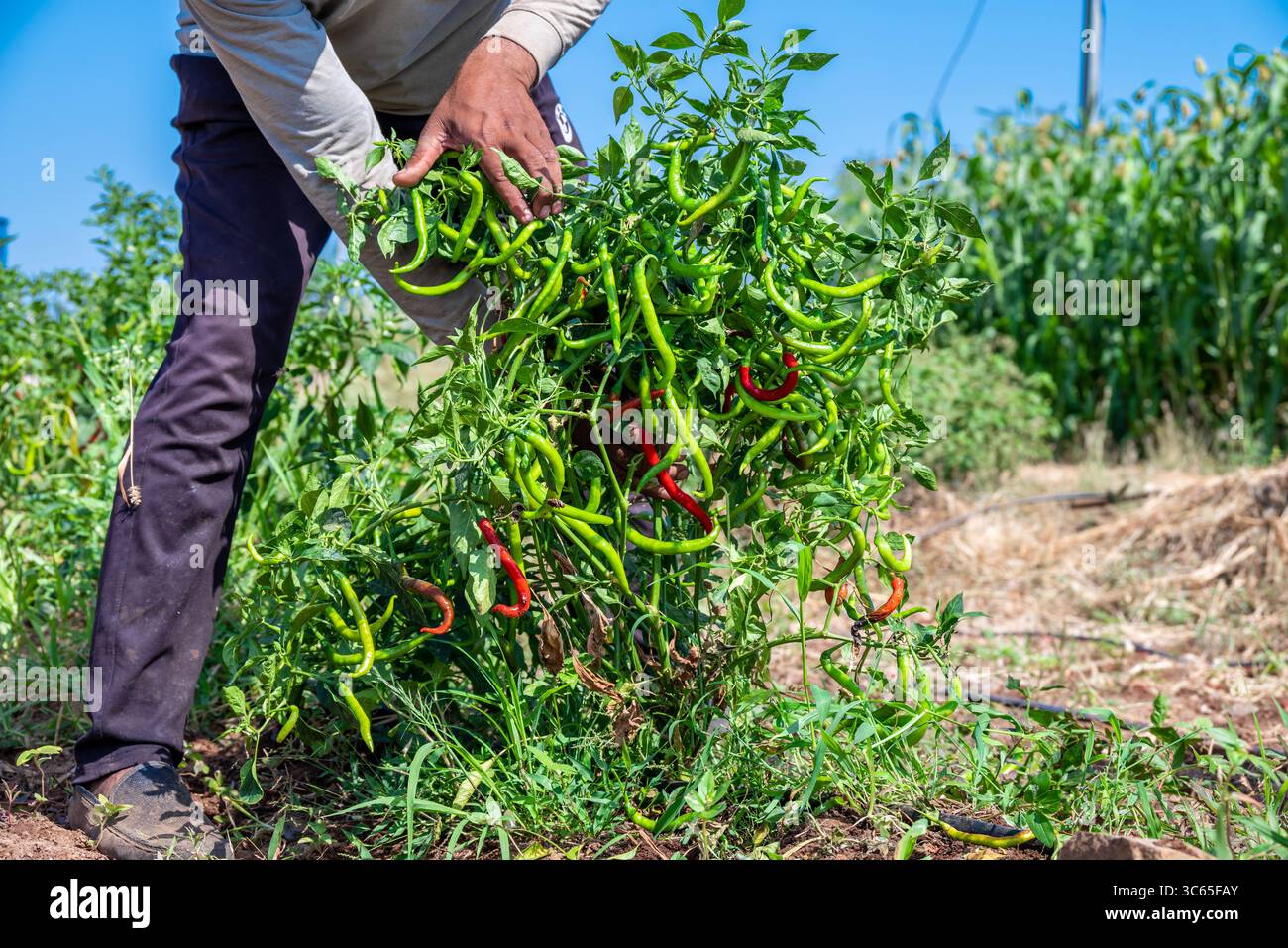 Plante de piment vert sur l'agriculture de champ dans le jardin. Piments piments prêts aux champs. Banque D'Images