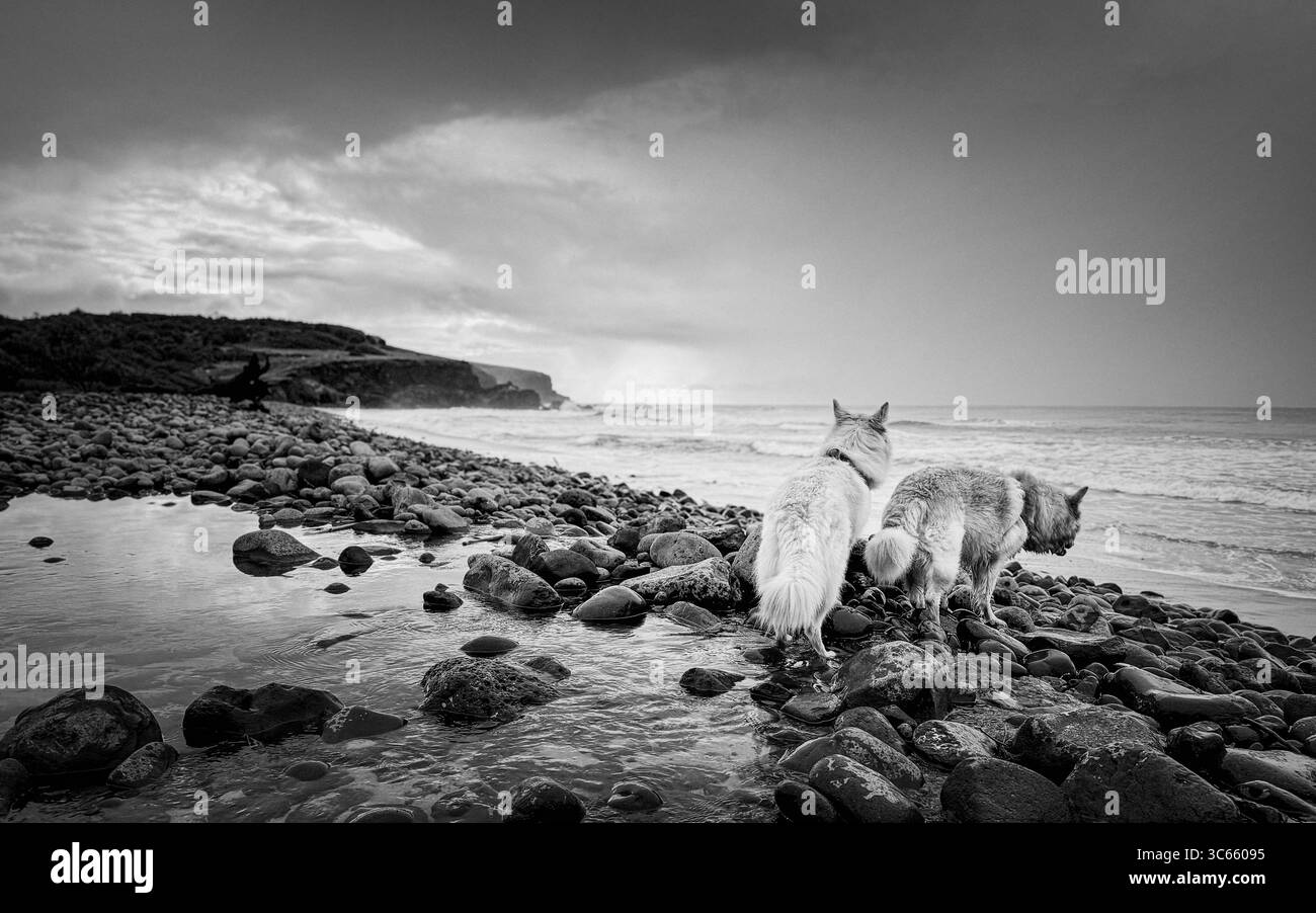 Deux bergers blancs allemands à la plage Banque D'Images