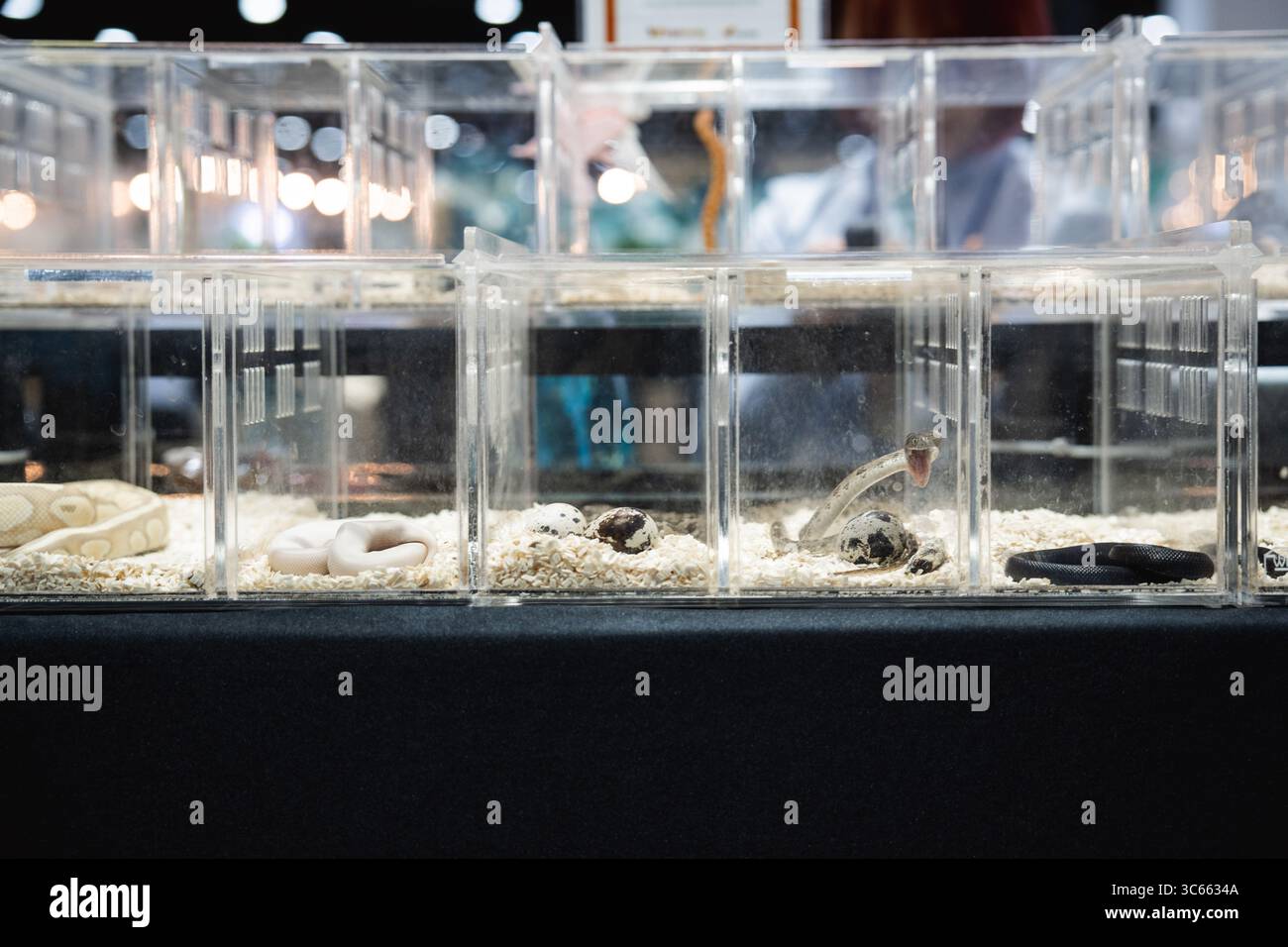 Pythons de balle et autres reptiles sont exposés dans des enclos transparents pendant le Pet Expo Championship 2025 au Queen Sirikit National Convention Center. Le Pet Expo Championship 2025 a ouvert ses portes le 31 juillet 2025 au Queen Sirikit National Convention Center sous le thème « la terre magique de l’amitié ». Jusqu'au 3 août, l'événement propose des sports pour animaux de compagnie, des concours de toilettage, des animaux exotiques et une large gamme de produits pour animaux de compagnie. Les principales attractions incluent une zone de lapins, une zone d'activités pour chats et un concours de python vs boa. (Photo de Ploy Phutpheng/SOPA images/Sipa USA) Banque D'Images