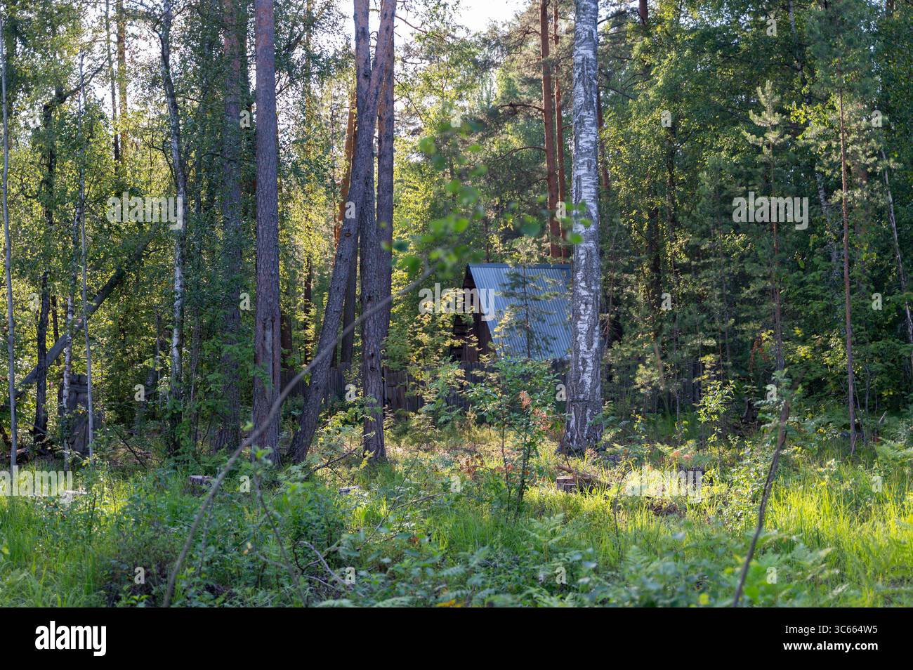 Une forêt sereine avec une végétation luxuriante et une cabine confortable parmi de grands arbres offre une évasion parfaite dans la nature Banque D'Images