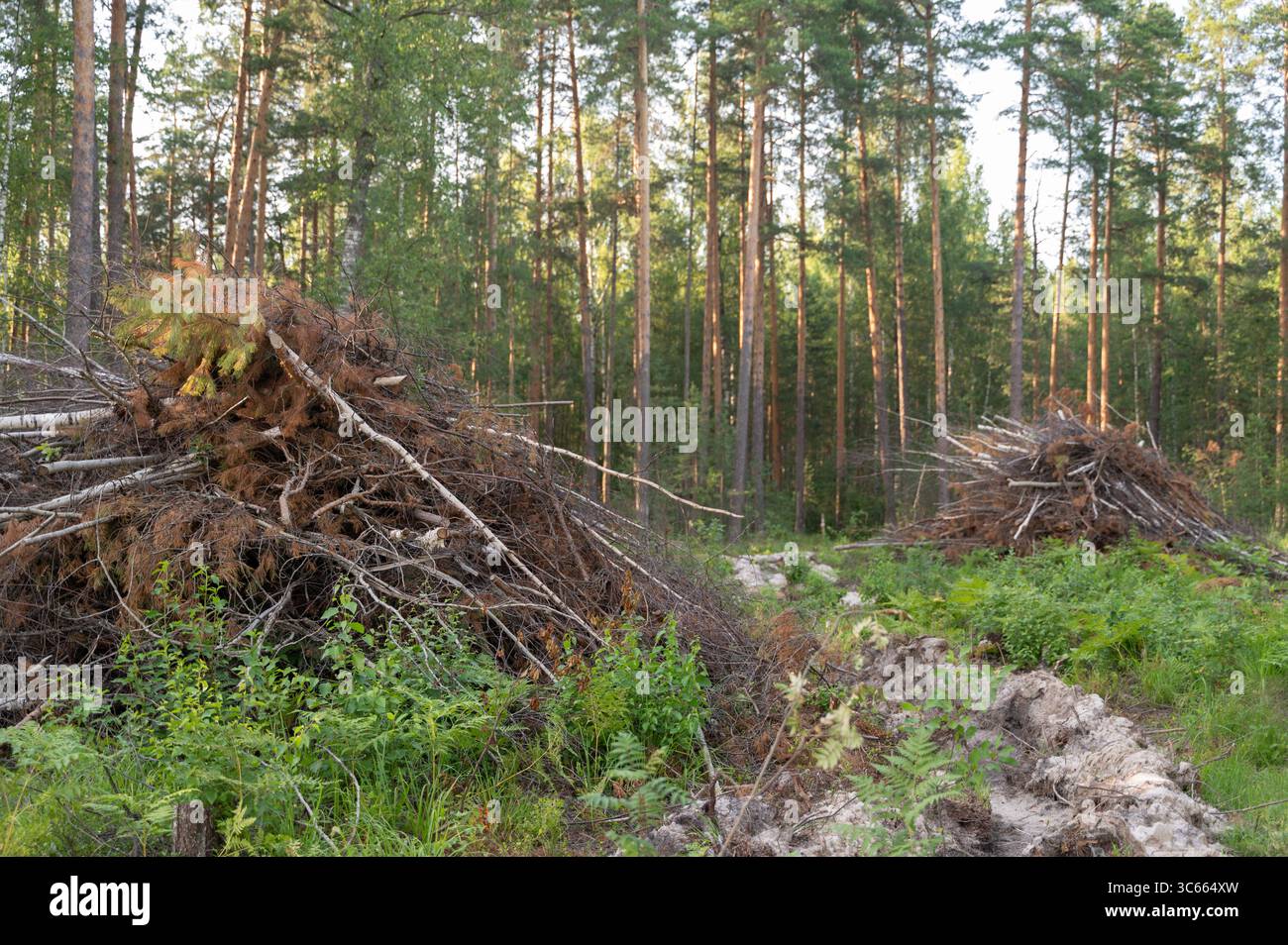 Une scène boisée pittoresque présentant des tas de débris naturels nichés au milieu d'arbres vibrants et d'une végétation luxuriante Banque D'Images