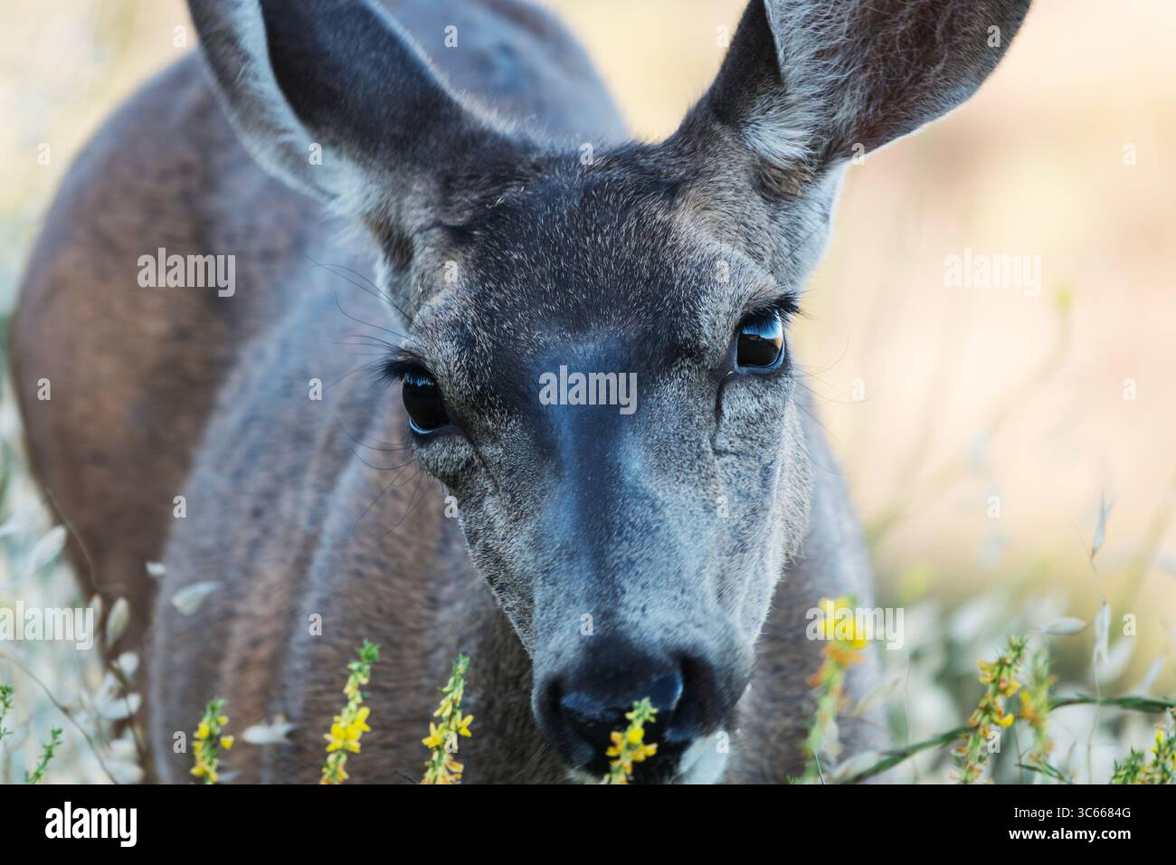 Décontracté Mule Deer mangeant de l'herbe de cerf au Rocky Peak Park près de Simi Valley en Californie. Banque D'Images