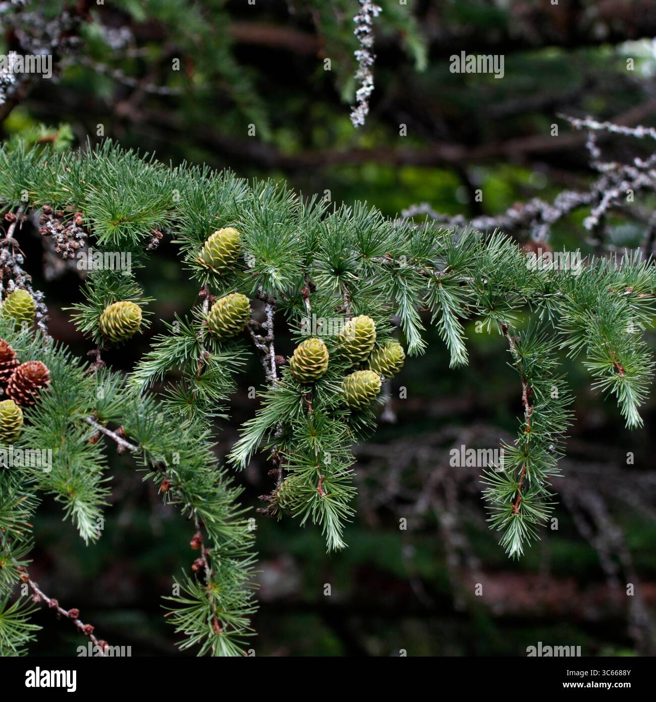 Cônes de Larix Kaempferi. Larch japonais, Japon. PIN. Banque D'Images