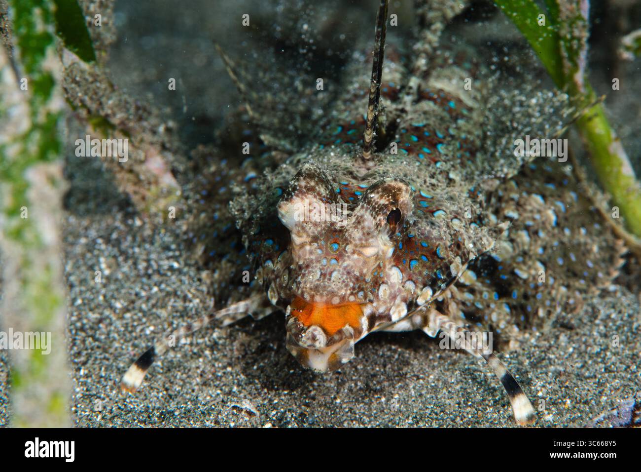 Vue d'un poisson libellule, orné de motifs complexes et de couleurs vibrantes, repose gracieusement sur le fond marin sablonneux à Pemuteran, Bali, Indonésie, Pemuteran, Bali, Indonésie. Banque D'Images