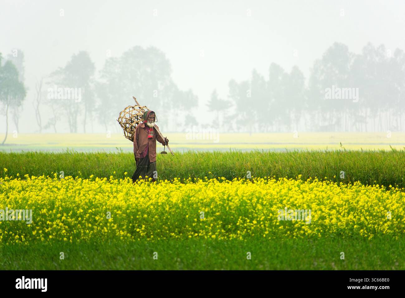 Bogura, Bangladesh - 24 décembre 2017 : vue d'une figure solitaire traversant un champ vibrant de fleurs jaunes, un contraste frappant avec les tons sourds de l'horizon brumeux. Banque D'Images