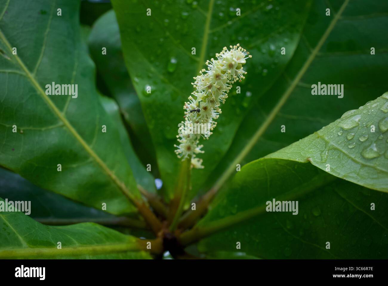 Amande indienne, amande de plage (Terminalia catappa) fleurs. Mise au point peu profonde. Banque D'Images