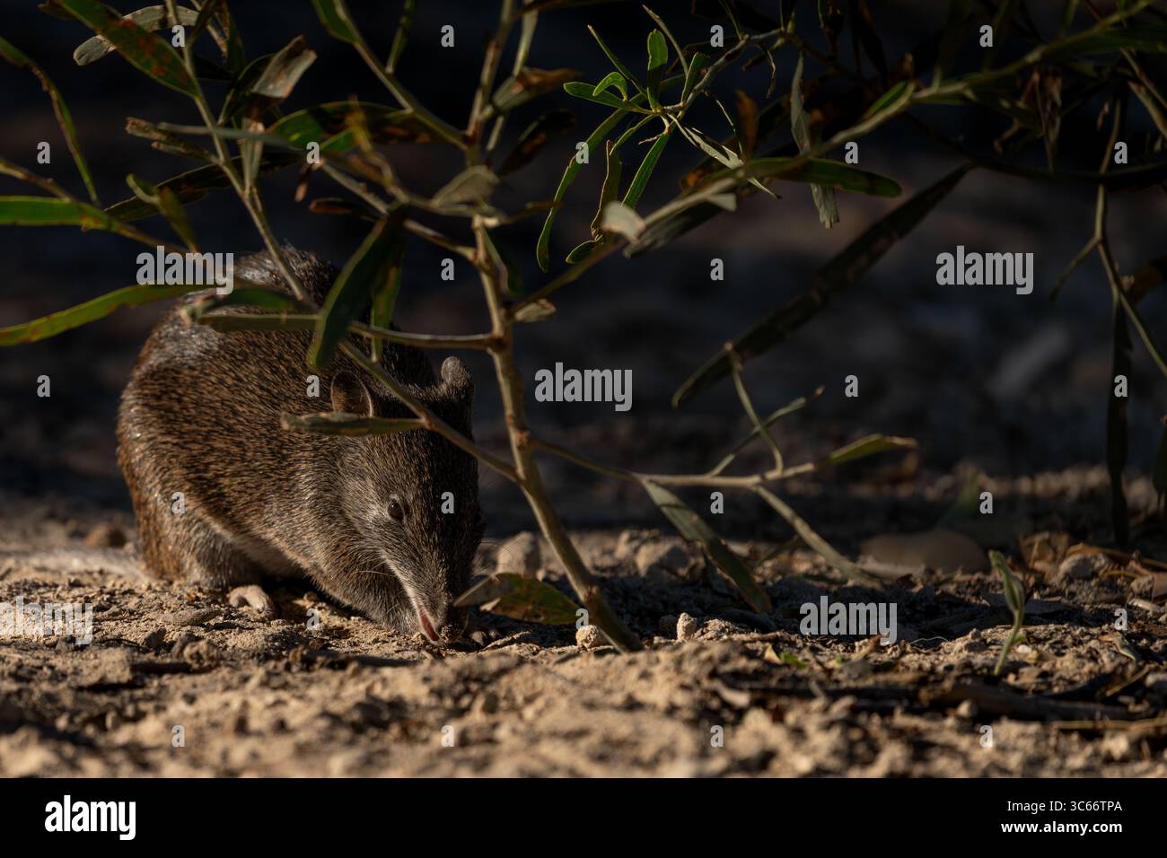 Vue d'un quenda buvant sous l'étreinte ombragée du feuillage indigène, sa fourrure un mélange de tons terreux contre le sol ensoleillé, Mandurah, Australie occidentale, Australie. Banque D'Images