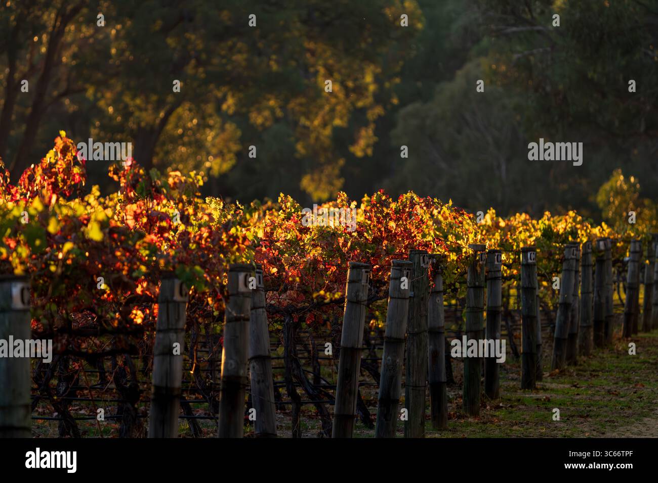 Vue de vignes vibrantes et embrassées par le soleil, leurs feuilles enflammées de teintes automnales, s'étendent à travers le paysage sous la douce lueur du soleil couchant, Mandurah, Australie occidentale, Australie. Banque D'Images