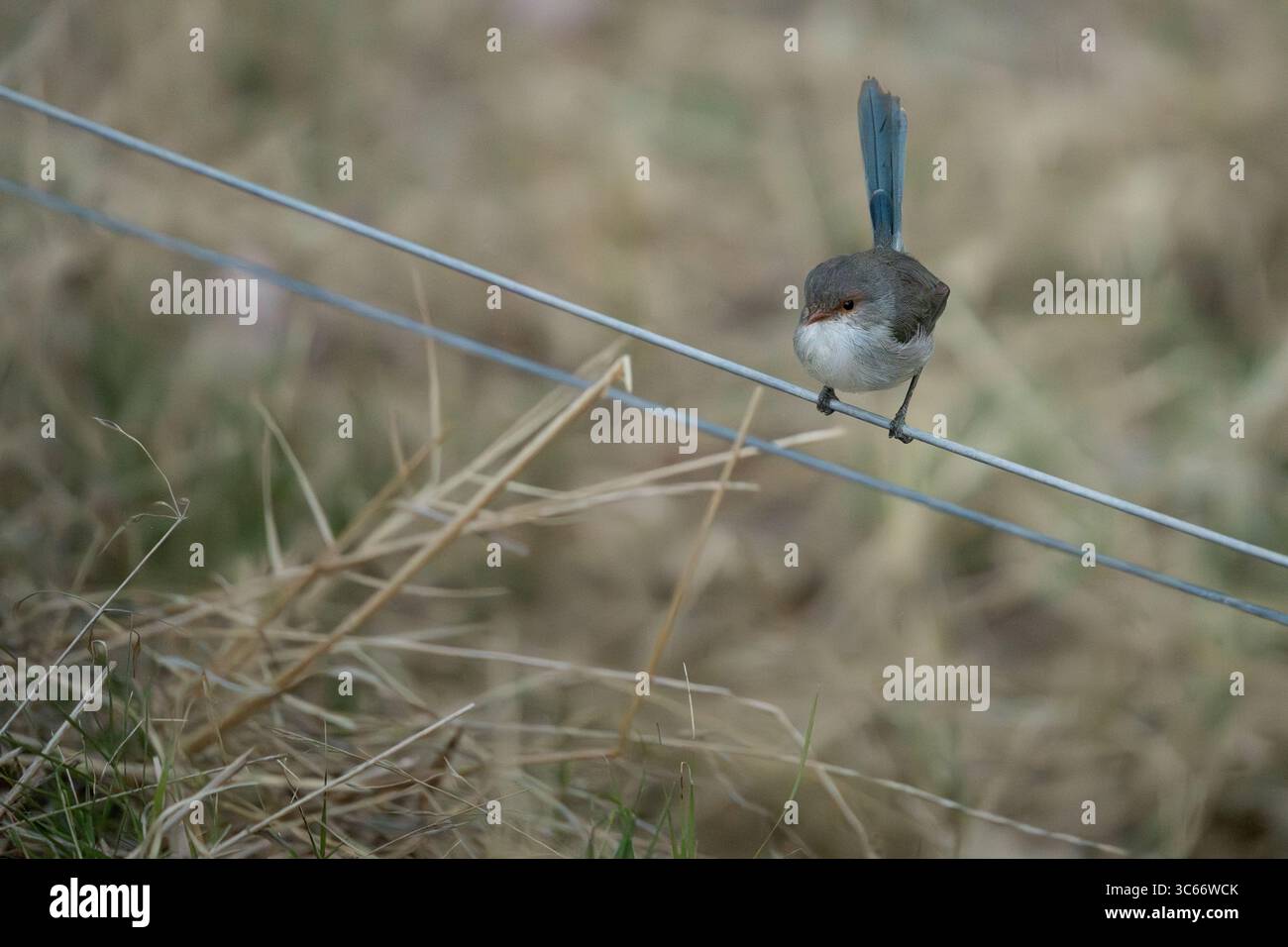 Vue d'une fée bleue vibrante perchée délicatement sur une clôture en fil de fer, au milieu des tons doux et bruns du paysage sec et herbeux de Pinjarra, Australie occidentale, Australie. Banque D'Images