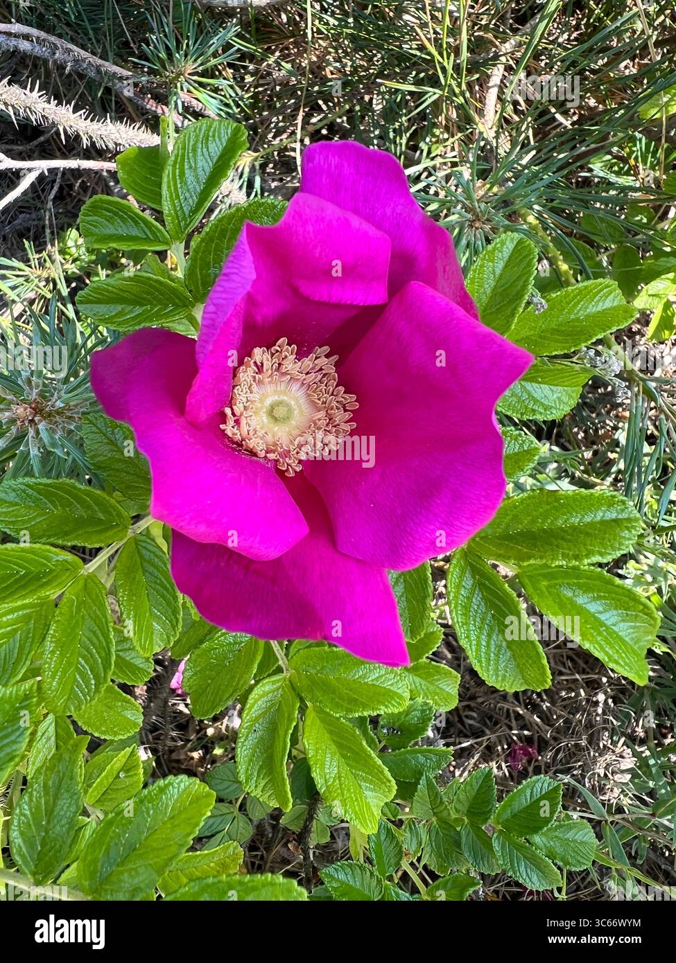 Gros plan d'une fleur de rose rugosa (Rosa rugosa) avec des pétales roses frisés, des anthères jaunes et des feuilles vertes. Prise à Preila, parc national de Curonian Spit - Image de stock capturée avec un smartphone