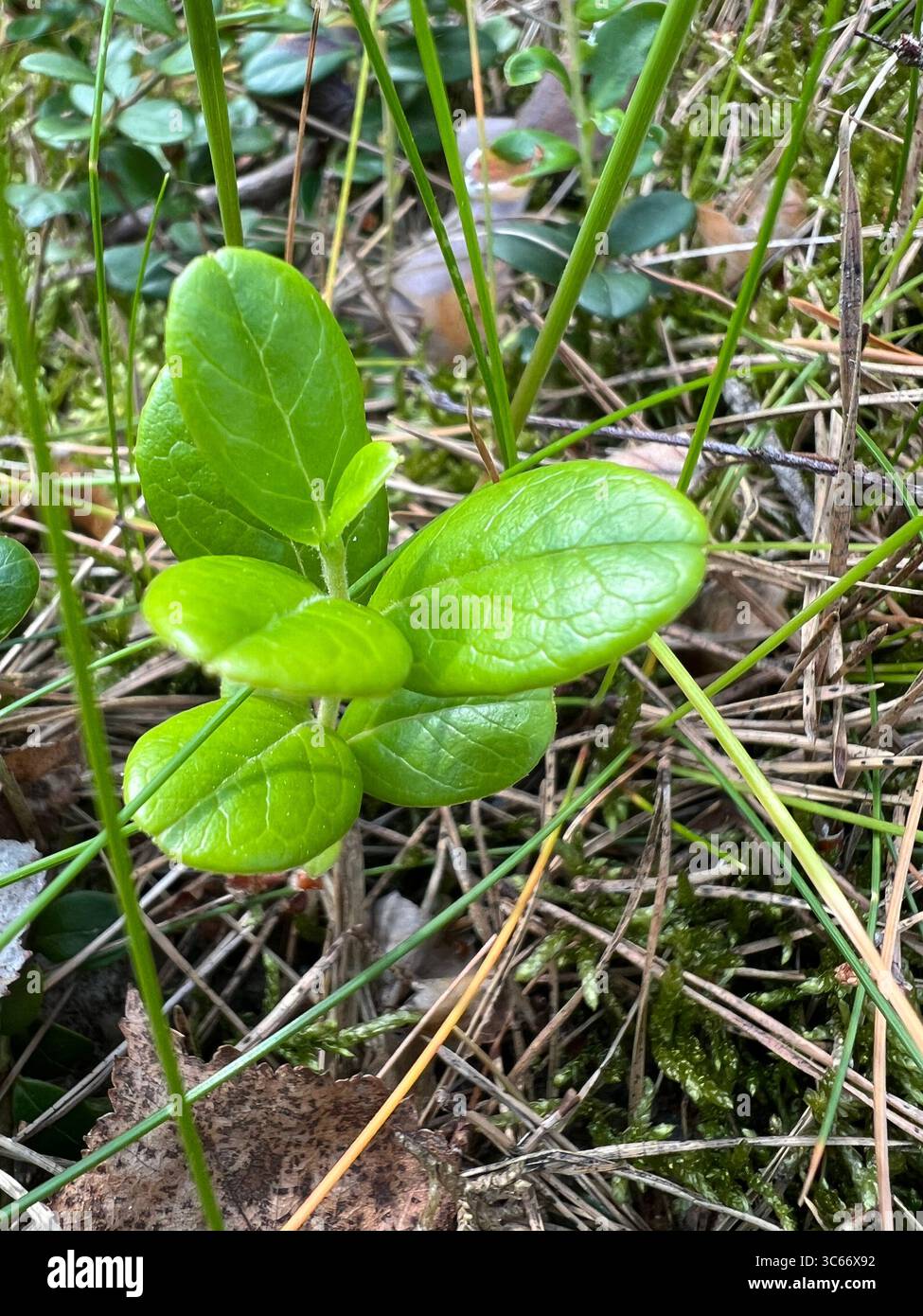 Plante vert éclatant d'airelle (Vaccinium vitis-idaea) au milieu de la couverture sèche du sol à Preila, Lituanie, en juin. Symbole de la croissance et de la nature balte. - Image de stock capturée avec un smartphone