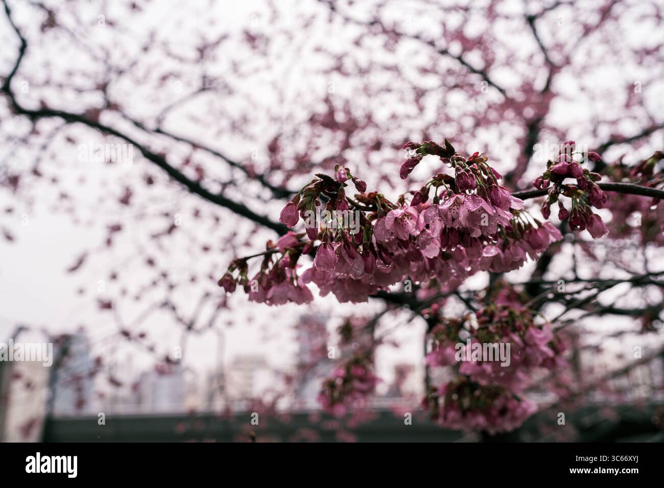 Vue aérienne de délicates fleurs de cerisier roses en cascade à partir de branches sur fond de paysage urbain discret, une danse de la nature et de l'urbanité, Tokyo, Tokyo, Japon. Banque D'Images