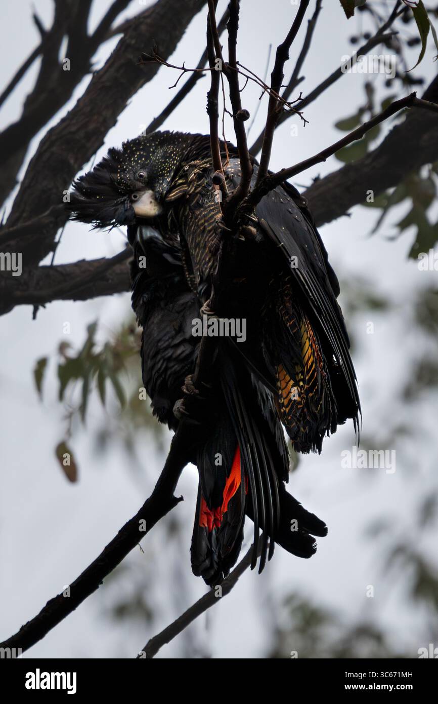 Vue d'un Cockatoo noir de Carnaby endormi perché haut sur une branche d'arbre, ses plumes noires et ses plumes rouges de queue contrastant avec le ciel gris, Jarrahdale, Australie occidentale, Australie. Banque D'Images