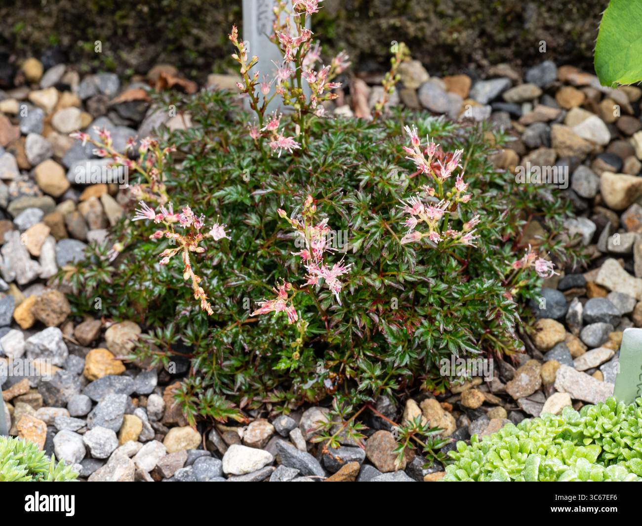 Plante de la miniature Astilbe glaberrima saxatilis poussant dans un creux alpin ombragé Banque D'Images