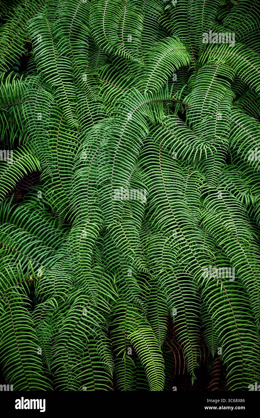 Frondes de fougères à Darjeeling, Bengale occidental, Inde Banque D'Images