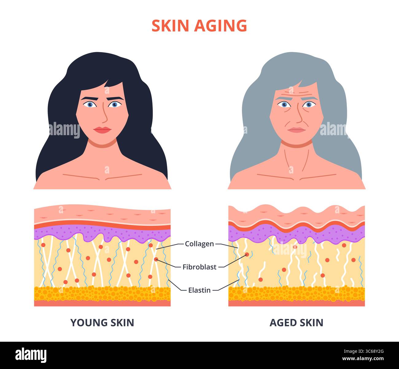 Processus de vieillissement de la peau. Jeune, vieille femme portrait, changements de structure, rides, déshydratation de l'épiderme, perte d'élasticité, visage féminin isolé de bande dessinée Illustration de Vecteur