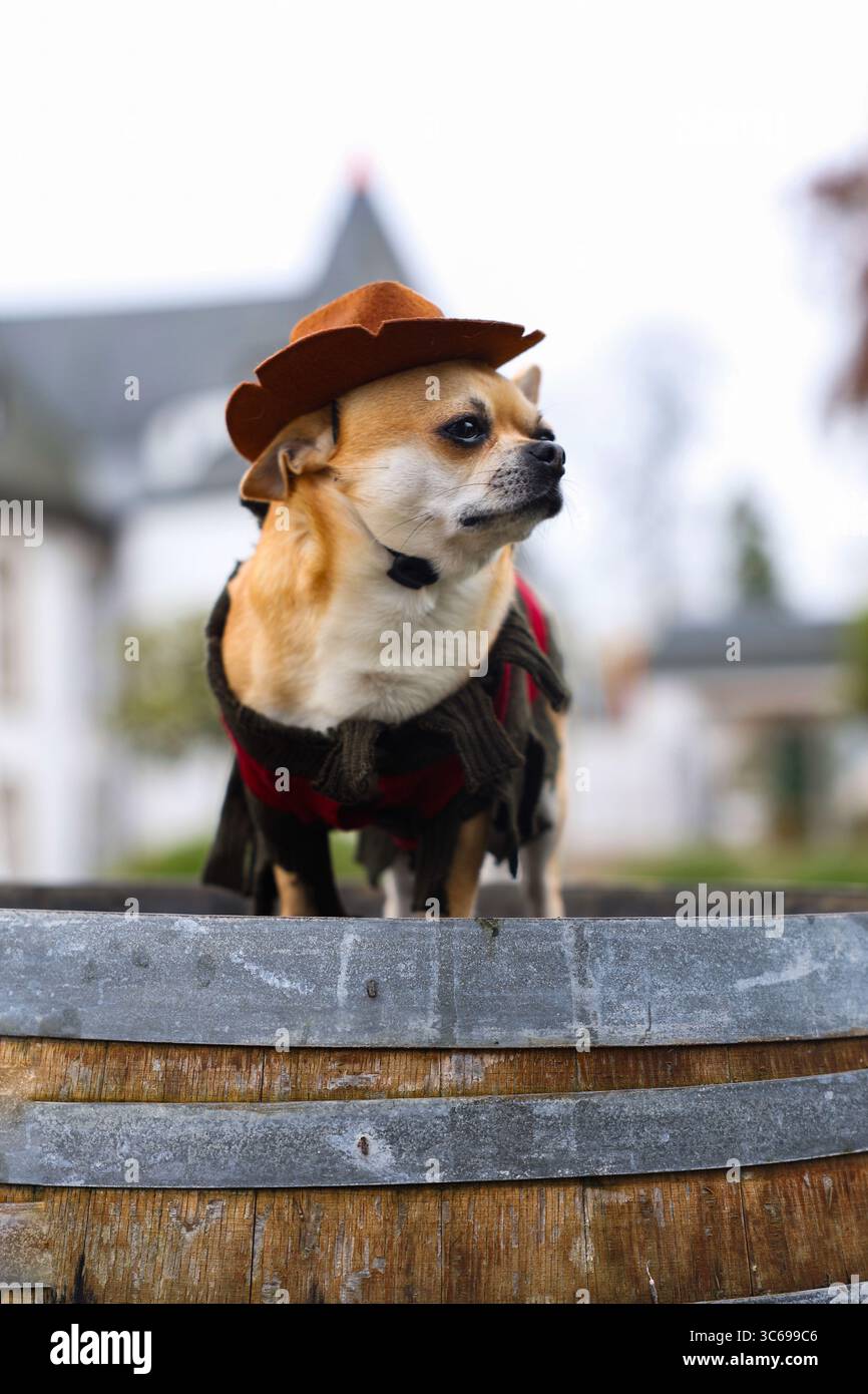 Un Chihuahua pose dans un costume d'Halloween avec un château au Luxembourg en arrière-plan. Banque D'Images