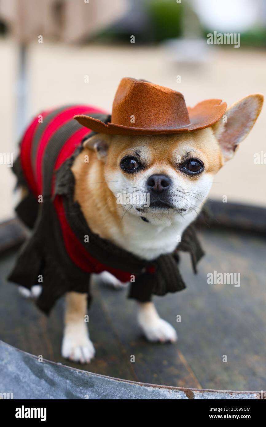 Un Chihuahua pose dans un costume d'Halloween avec un château au Luxembourg en arrière-plan. Banque D'Images