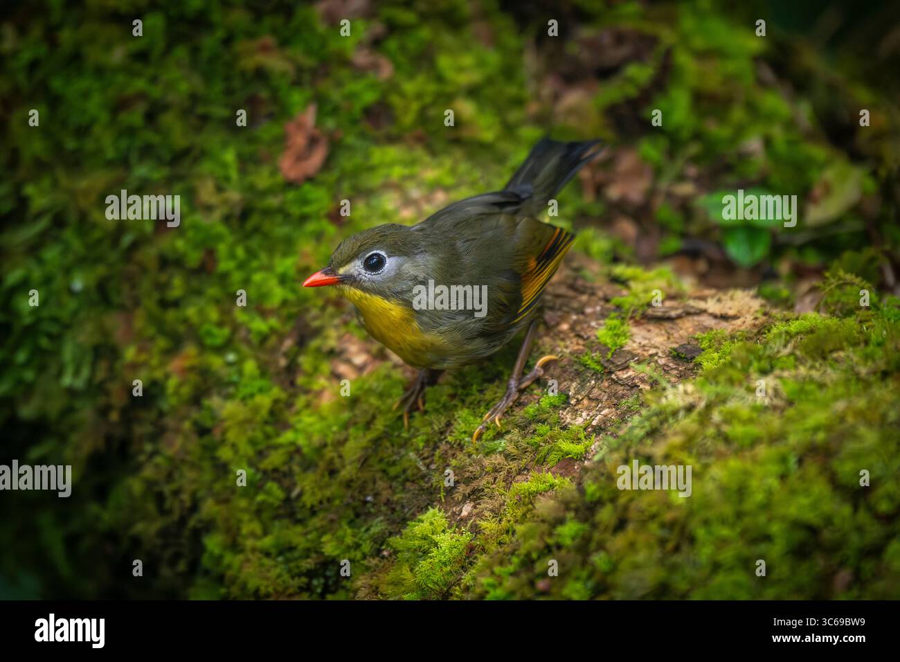 Leiothrix à bec rouge, Darjeeling, Bengale occidental, Inde Banque D'Images