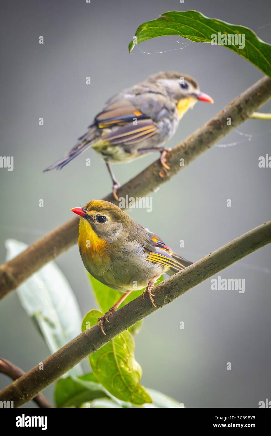 Leiothrix à bec rouge, Darjeeling, Bengale occidental, Inde Banque D'Images