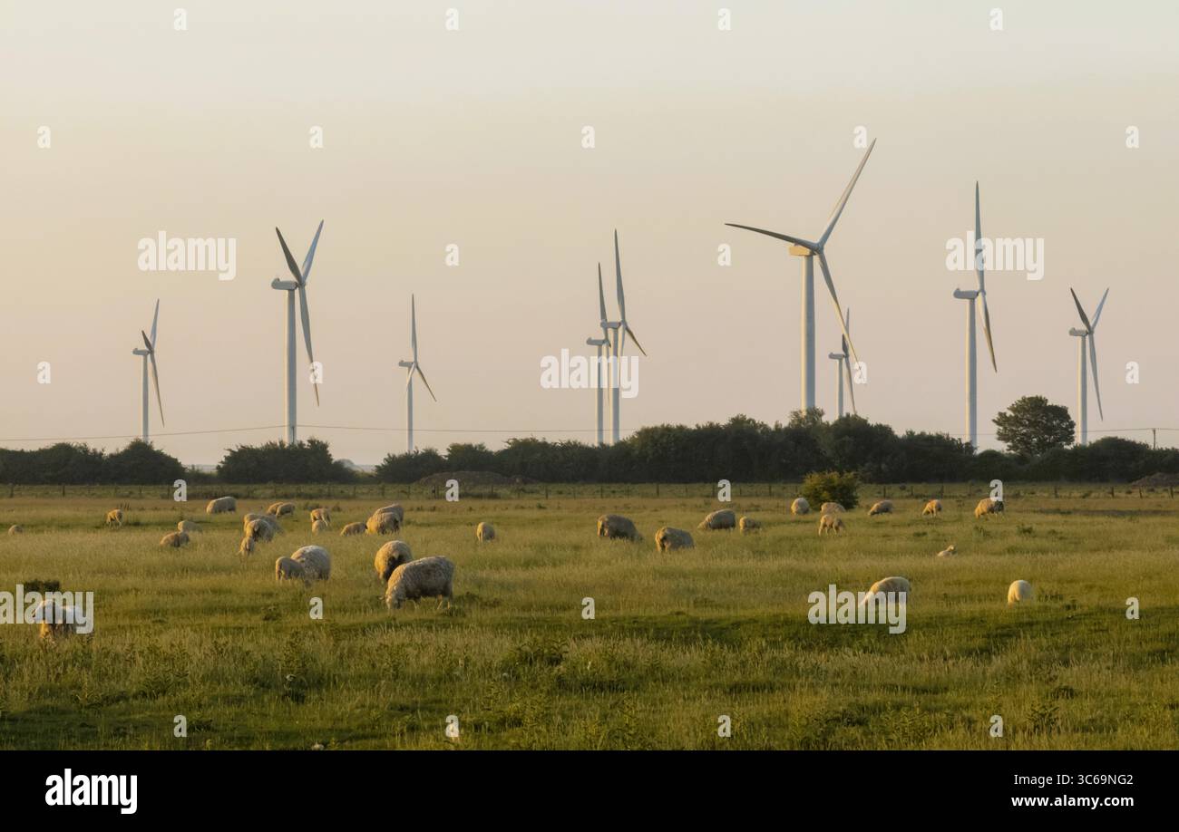 Angleterre, Kent, Romney Marsh, éoliennes et moutons en champ Banque D'Images