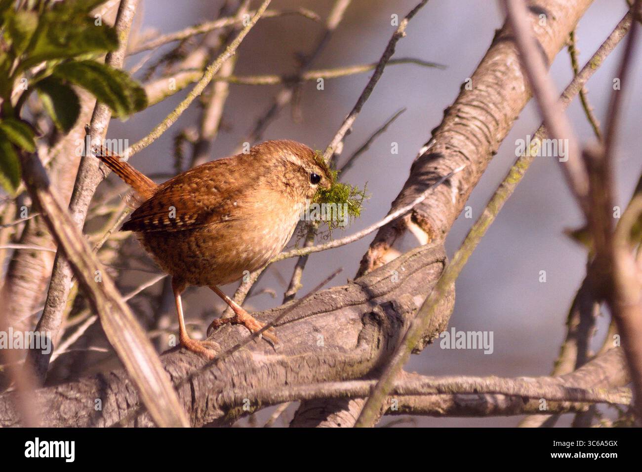Le troglodyte mignon (Troglodytes troglodytes) est une espèce de passereaux de la famille des Troglodytidae présente dans la totalité de l'Europe Banque D'Images