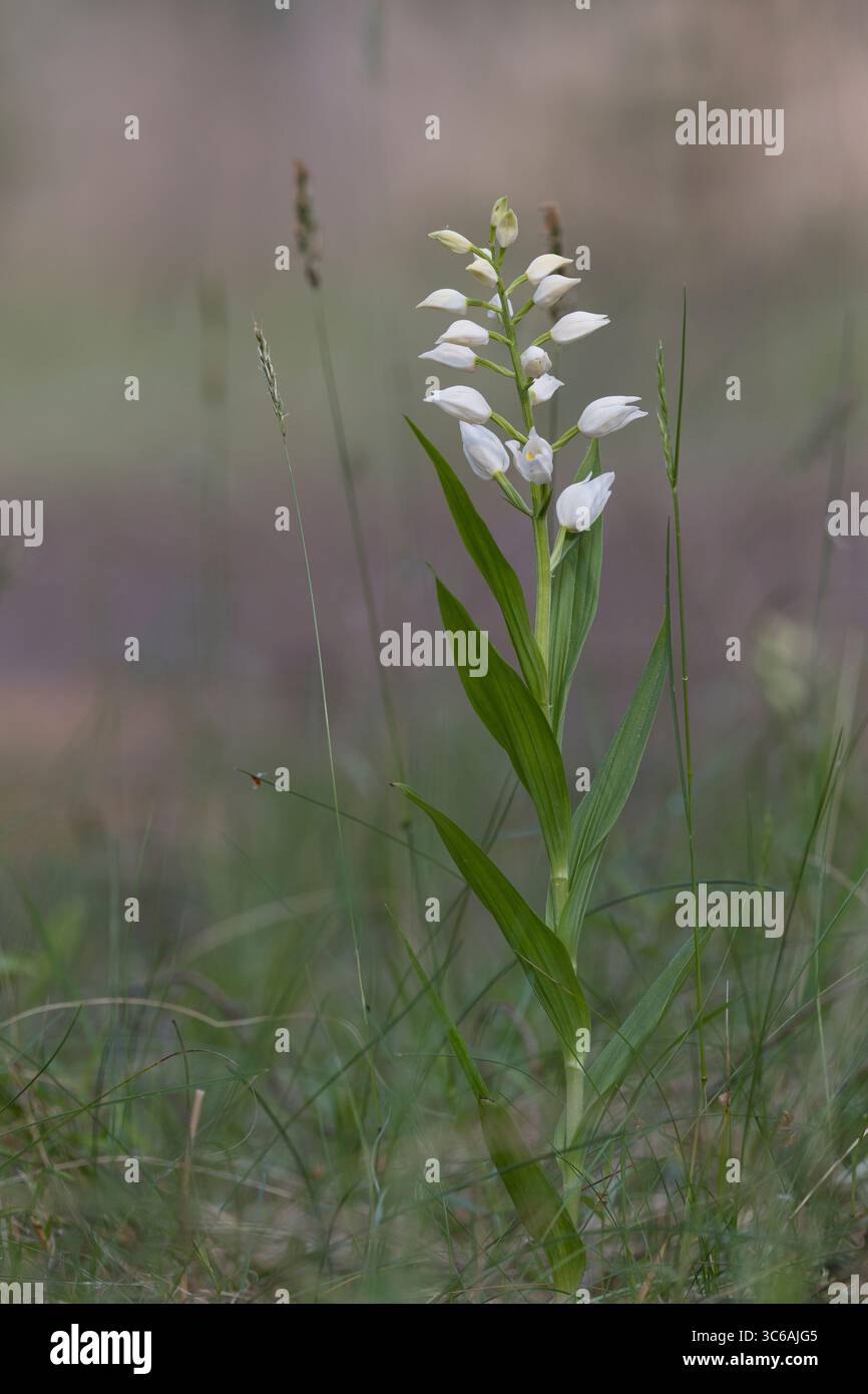 Langblättriges Waldvöglein, Schwertblättriges Waldvöglein, Cephalanthera longifolia, helleborine à feuilles étroites, helleborine à feuilles épées, long leaved Banque D'Images