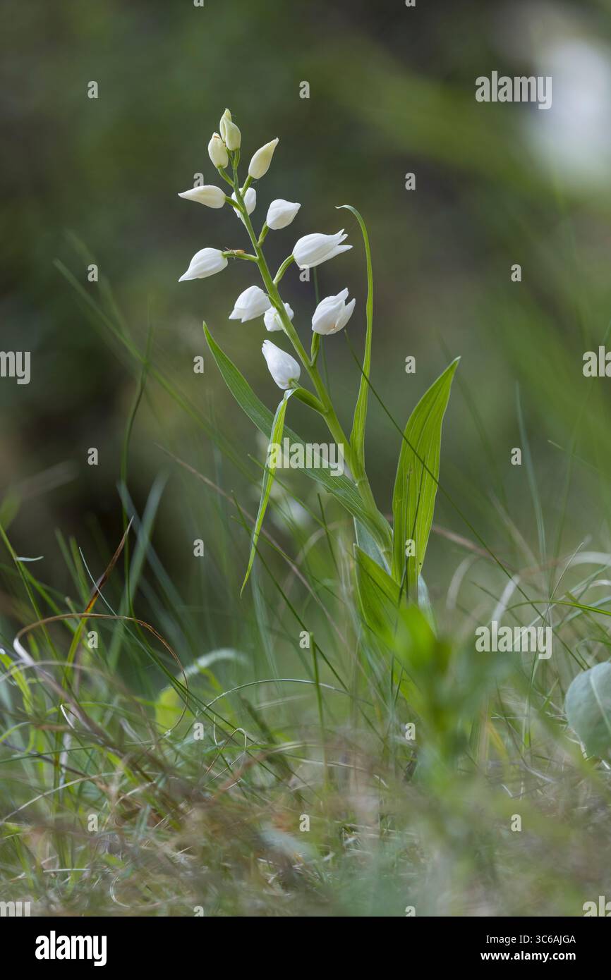 Langblättriges Waldvöglein, Schwertblättriges Waldvöglein, Cephalanthera longifolia, helleborine à feuilles étroites, helleborine à feuilles épées, long leaved Banque D'Images