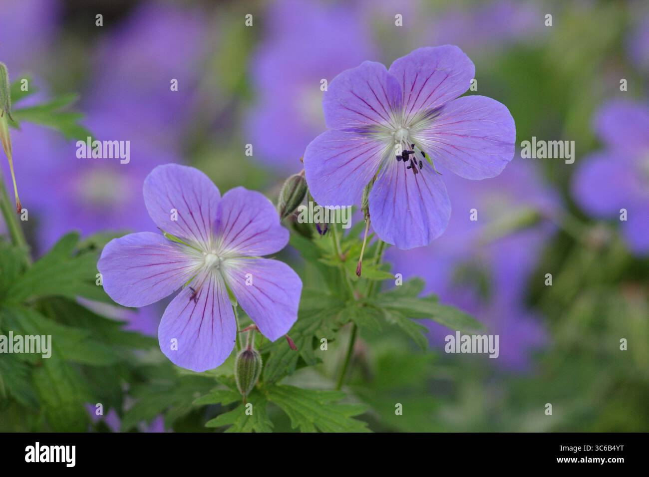 Geranium Johnson's Blue. Fleurs bleu lavande de Geranium × johnsonii 'Johnson's Blue', un géranium de bec de crane, dans une bordure florale de juin. ROYAUME-UNI. AGM Banque D'Images