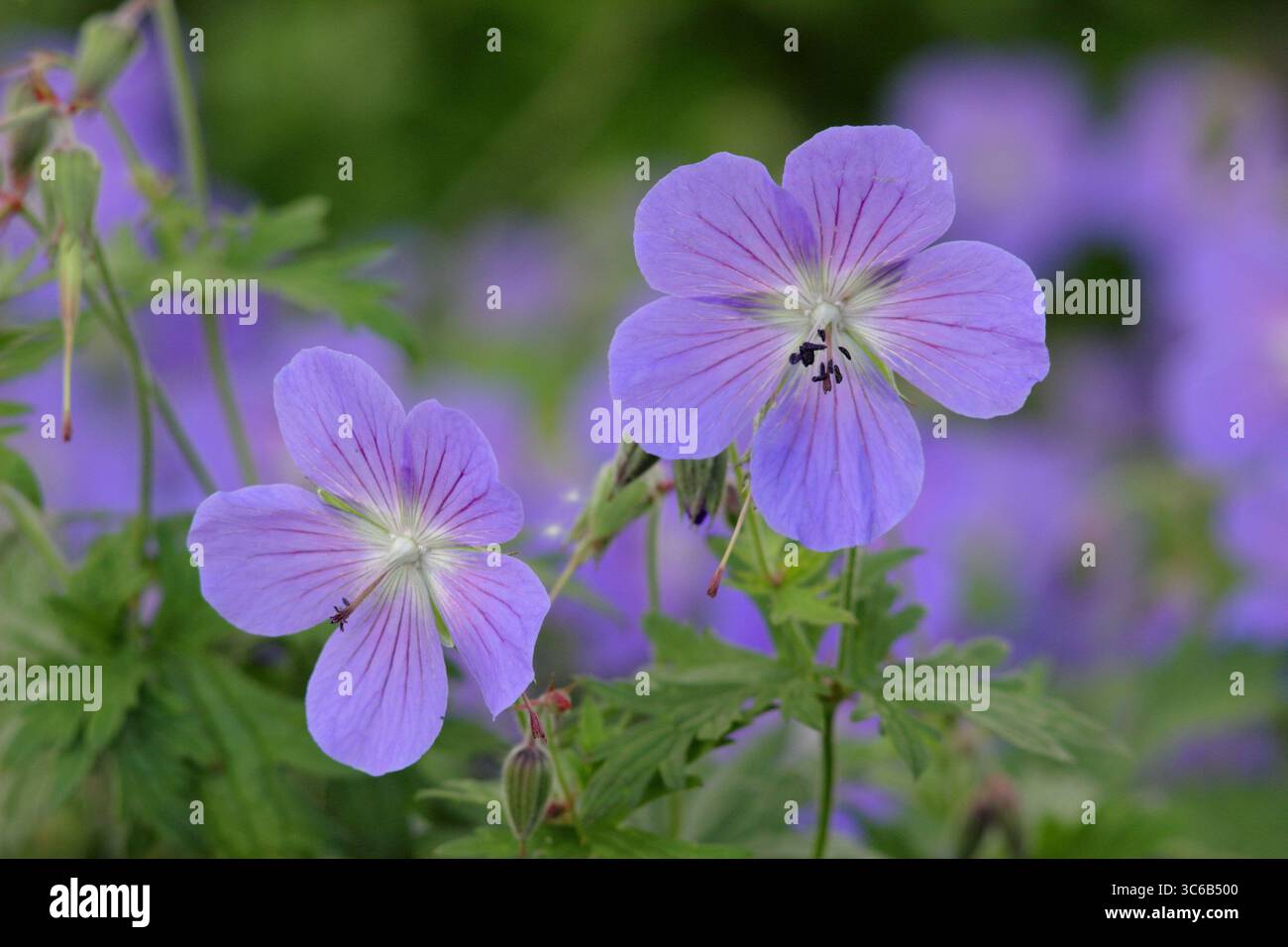 Geranium Johnson's Blue. Fleurs bleu lavande de Geranium × johnsonii 'Johnson's Blue', un géranium de bec de crane, dans une bordure florale de juin. ROYAUME-UNI. AGM Banque D'Images