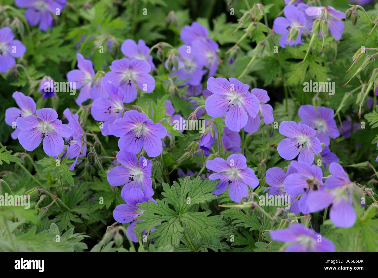 Geranium Johnson's Blue. Fleurs bleu lavande de Geranium × johnsonii 'Johnson's Blue', un géranium de bec de crane, dans une bordure florale de juin. ROYAUME-UNI. AGM Banque D'Images