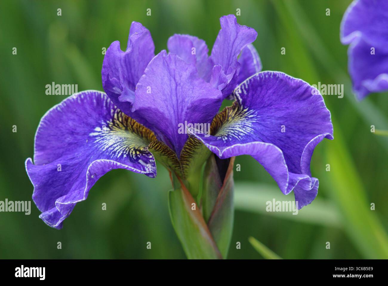 Iris sibérien Plissee, iris sibérien, pérenne, avec des fleurs violettes au début de l'été. Banque D'Images