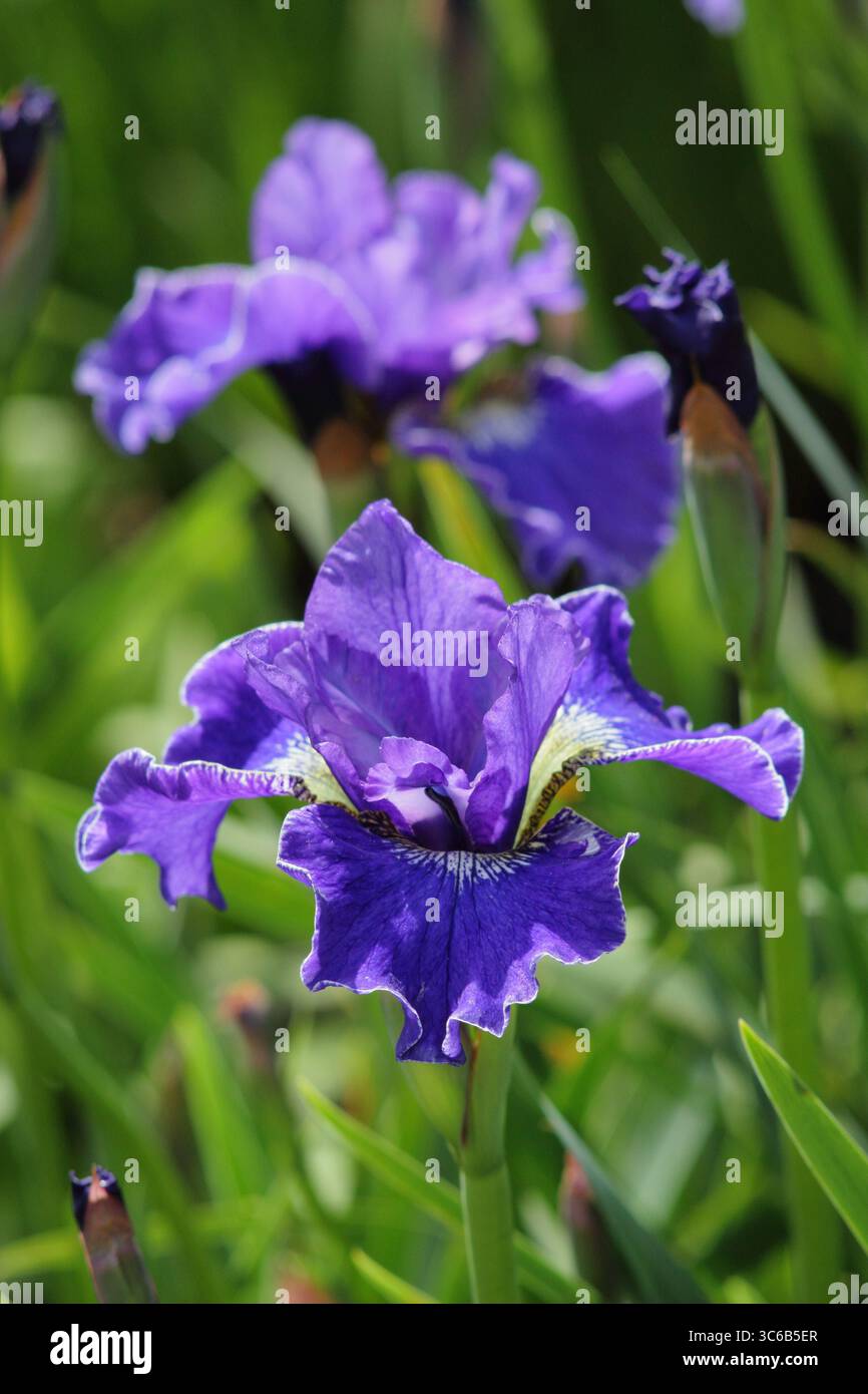 Iris sibérien Plissee, iris sibérien, pérenne, avec des fleurs violettes au début de l'été. Banque D'Images