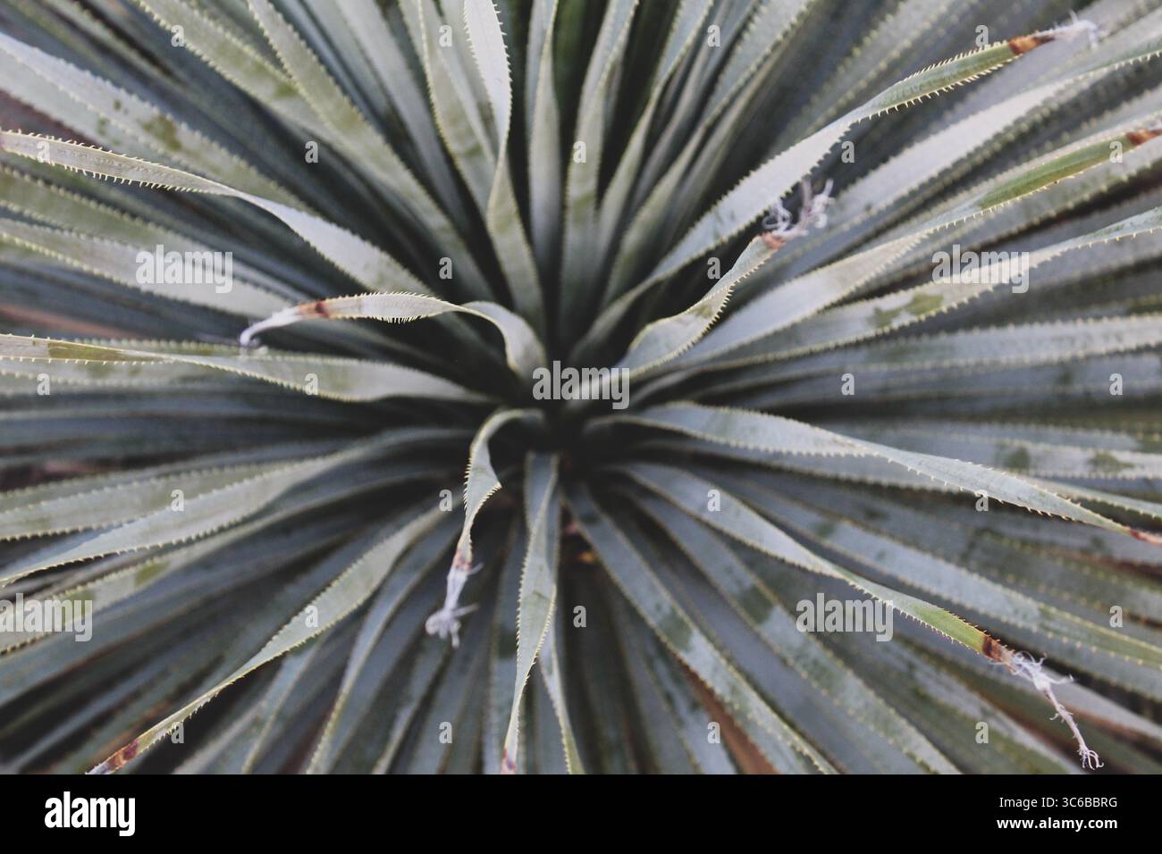 Floraux de Tucson, Arizona, États-Unis Banque D'Images