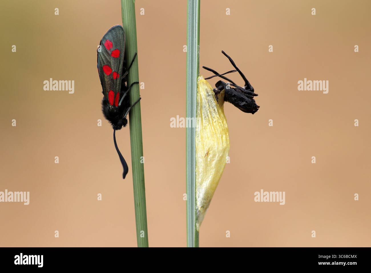 Six taches Burnet Zygaena filipendulae avec cocon Banque D'Images